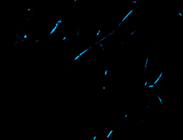 Sense-of-Blue---Liubov-Moskvina Amsterdam Light Festival 2017 - 2018
